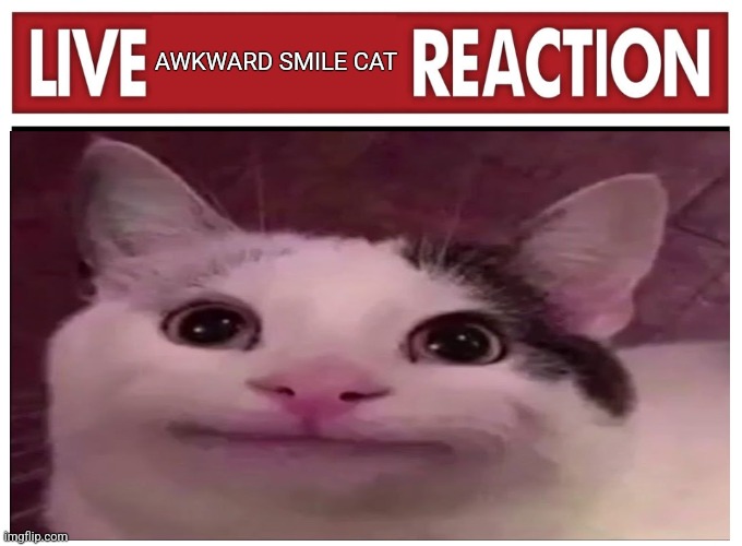 >_< | AWKWARD SMILE CAT | image tagged in live reaction | made w/ Imgflip meme maker