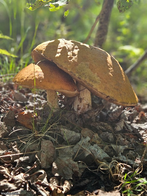 THIS MUSHROOM TRYING TO PROTECT THE OTHER MUSHROOM | image tagged in mushroom,forest,nature,mushrooms | made w/ Imgflip meme maker