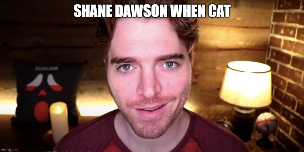 Shane Dawson Smirk | SHANE DAWSON WHEN CAT | image tagged in shane dawson smirk | made w/ Imgflip meme maker