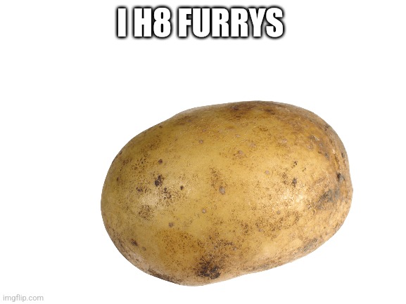 Blank White Template | I H8 FURRYS | image tagged in blank white template | made w/ Imgflip meme maker