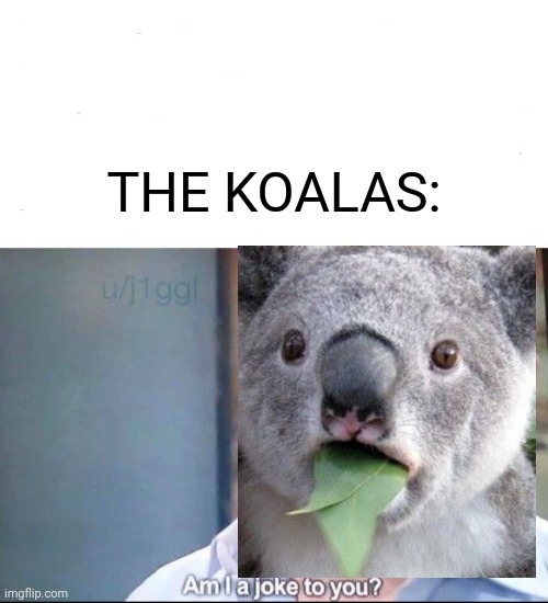 am I a joke to you | THE KOALAS: | image tagged in am i a joke to you | made w/ Imgflip meme maker