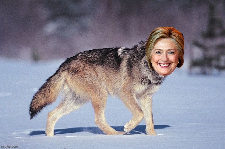 A Smiling Hag in Wolf's Clothing | image tagged in wolf,hillary clinton,hrc,a wolf in sheeps clothing | made w/ Imgflip meme maker