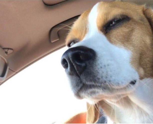 High Quality Deep Thinking Dog Blank Meme Template