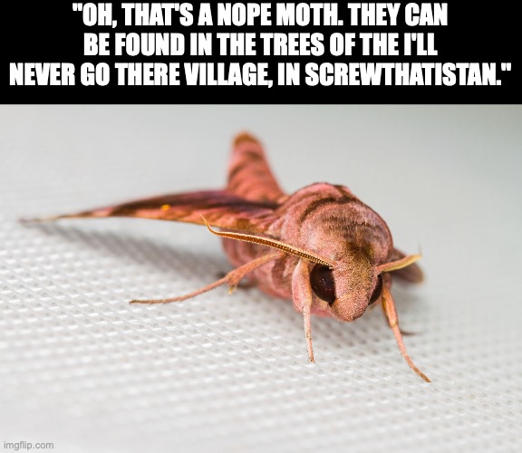It looks pretty cute, but moths will make be uncomfortable. Also, if you're a Miraculous Ladybug fan, use reverse image search | "OH, THAT'S A NOPE MOTH. THEY CAN BE FOUND IN THE TREES OF THE I'LL NEVER GO THERE VILLAGE, IN SCREWTHATISTAN." | image tagged in moth,nope,nope nope nope,miraculous ladybug,marinette | made w/ Imgflip meme maker