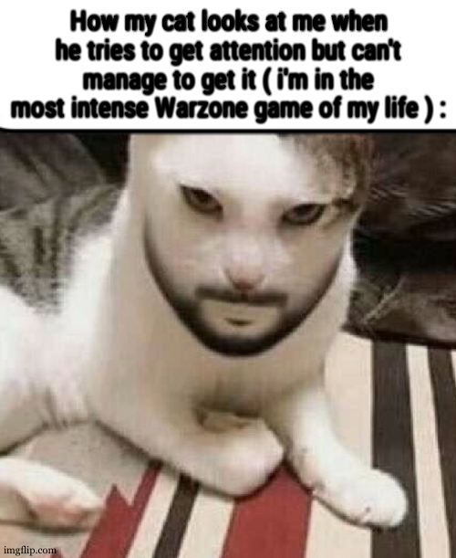 Angry cat | How my cat looks at me when he tries to get attention but can't manage to get it ( i'm in the most intense Warzone game of my life ) : | image tagged in angry cat | made w/ Imgflip meme maker