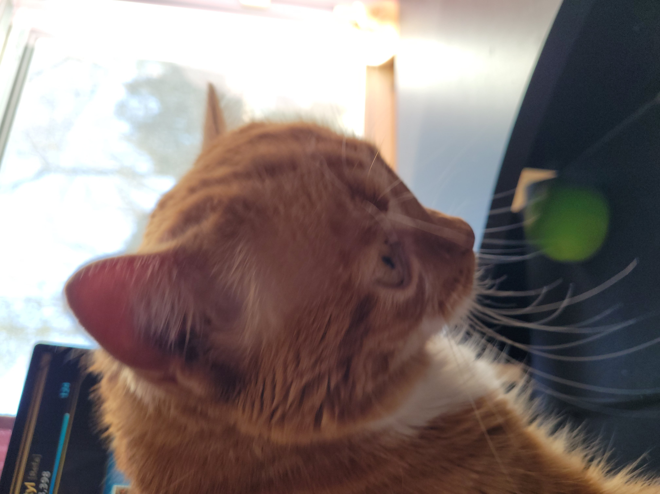 High Quality Cat Does a Thunk Blank Meme Template