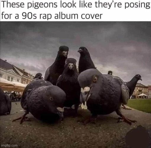 Repost if fellow pigeon | image tagged in e | made w/ Imgflip meme maker