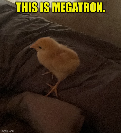 THIS IS MEGATRON. | made w/ Imgflip meme maker