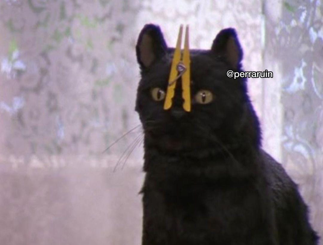 salem cat Blank Meme Template