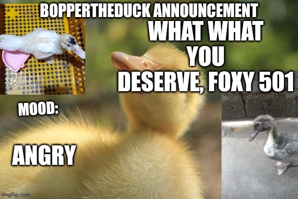 WHAT WHAT YOU DESERVE, FOXY 501; ANGRY | image tagged in boppertheduck announcement | made w/ Imgflip meme maker