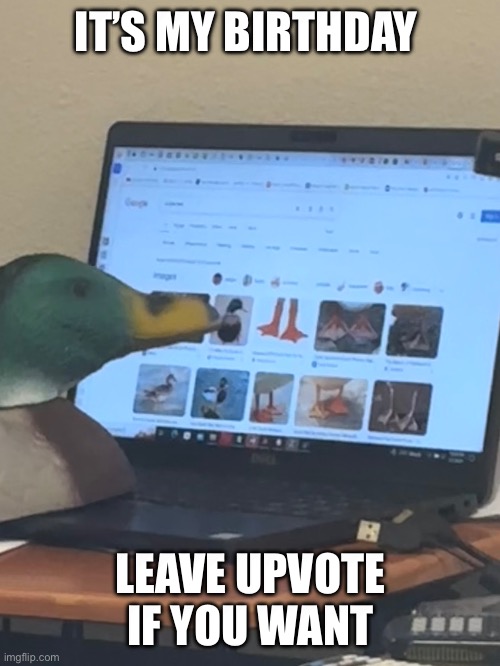 Don’t question the image | IT’S MY BIRTHDAY; LEAVE UPVOTE IF YOU WANT | image tagged in birthday,duck,not upvote begging | made w/ Imgflip meme maker