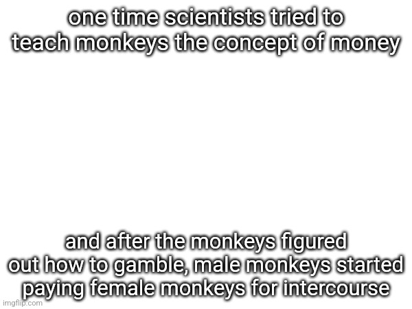 one time scientists tried to teach monkeys the concept of money; and after the monkeys figured out how to gamble, male monkeys started paying female monkeys for intercourse | made w/ Imgflip meme maker