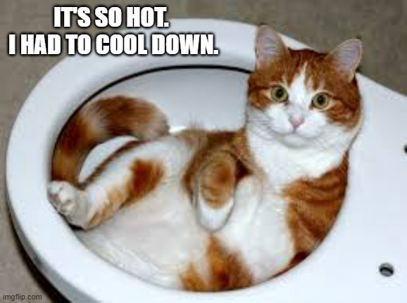 memes by Brad - My cat used our toilet to cool down | IT'S SO HOT.  I HAD TO COOL DOWN. | image tagged in funny,cats,funny cat memes,kittens,humor,cute kittens | made w/ Imgflip meme maker