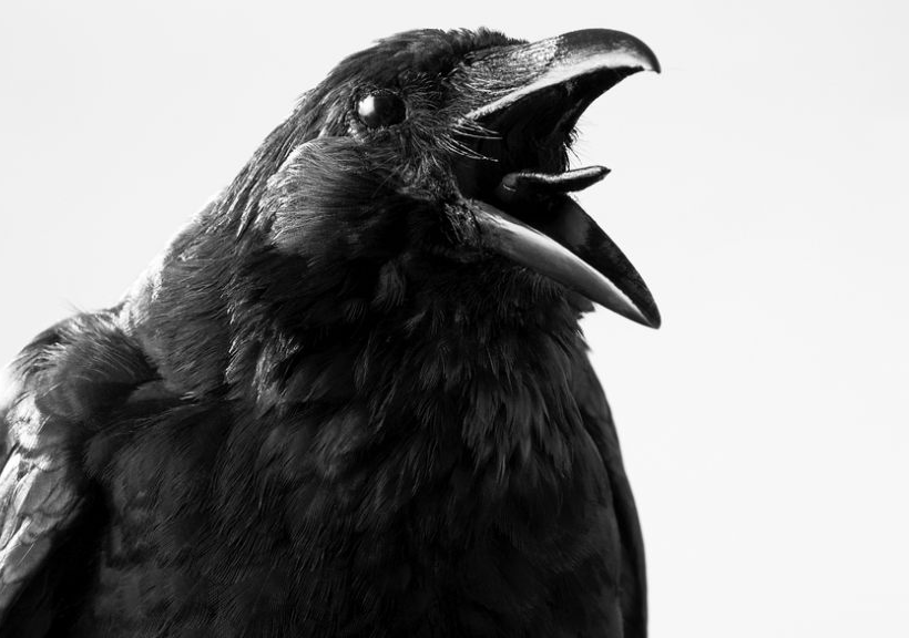 Shouting Crow Blank Meme Template