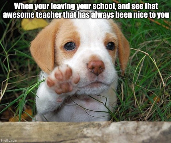 dog puppy bye | When your leaving your school, and see that awesome teacher that has always been nice to you | image tagged in dog puppy bye,school,sad | made w/ Imgflip meme maker