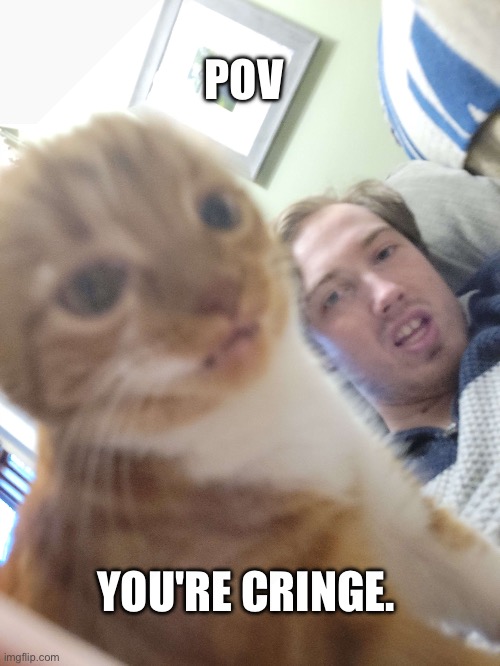 Cringe Cat | POV; YOU'RE CRINGE. | image tagged in cats,cat,reddit,r/sunbun,memes | made w/ Imgflip meme maker