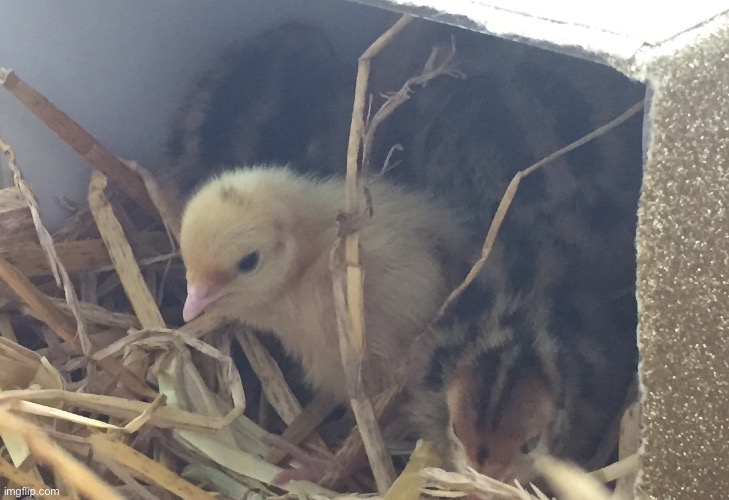 What my quail birds used to look like when we got them in 2022 | made w/ Imgflip meme maker