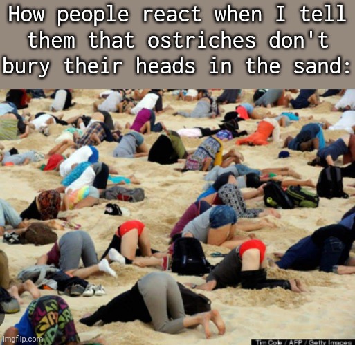 No use hiding from the facts. | How people react when I tell
them that ostriches don't bury their heads in the sand: | image tagged in heads in sand,big bird,animals,you can't handle the truth | made w/ Imgflip meme maker