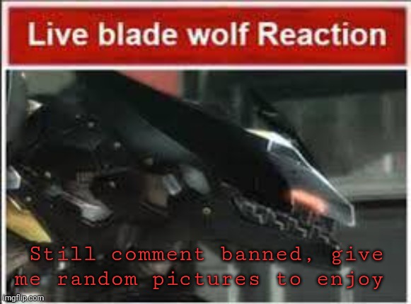 AAAUUUUUGGHHHHH | Still comment banned, give me random pictures to enjoy | image tagged in live bladewolf reaction | made w/ Imgflip meme maker