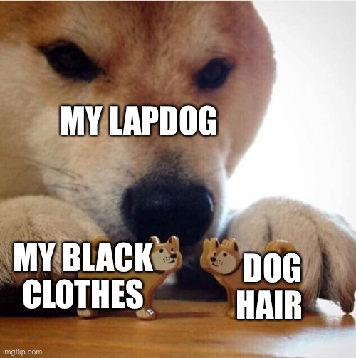 Shiba Making Toys Kiss | MY LAPDOG DOG HAIR MY BLACK CLOTHES | image tagged in shiba making toys kiss | made w/ Imgflip meme maker
