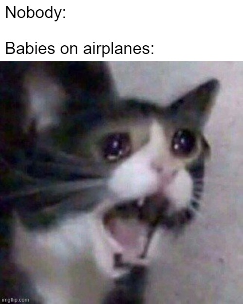 Very annoying right? | Nobody:
 
Babies on airplanes: | image tagged in screaming cat meme,memes,funny | made w/ Imgflip meme maker