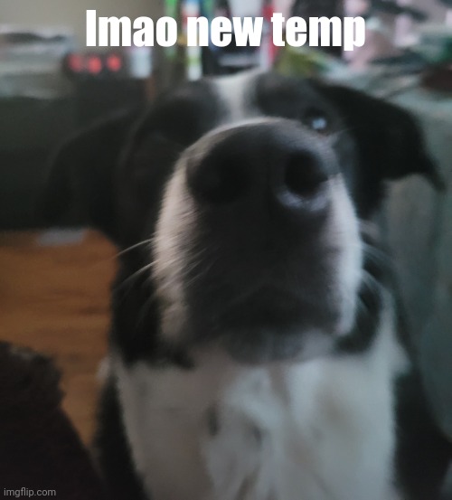 tweaks dock | lmao new temp | image tagged in tweaks dock | made w/ Imgflip meme maker