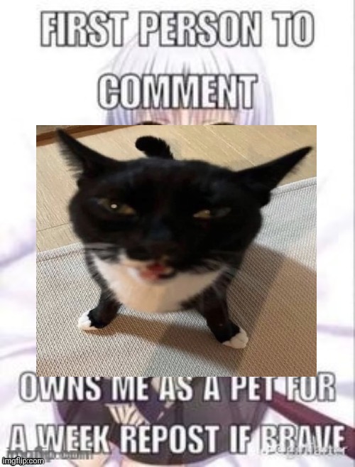 I maybe not going to delete the post | image tagged in first person to comment owns as a pet for a week | made w/ Imgflip meme maker