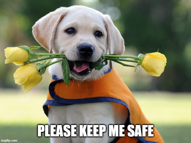 Cute dog | PLEASE KEEP ME SAFE | image tagged in cute dog | made w/ Imgflip meme maker