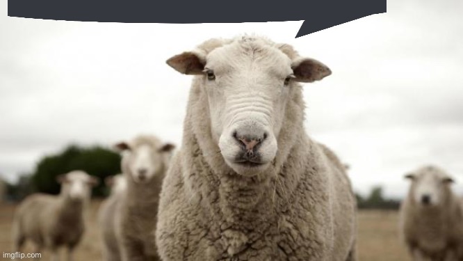 Sheep | image tagged in sheep | made w/ Imgflip meme maker