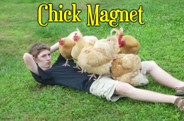 Well.... yes.... but... no, Bodie | Chick Magnet | image tagged in vince vance,chickens,chick magnet,memes,hens,rooster | made w/ Imgflip meme maker