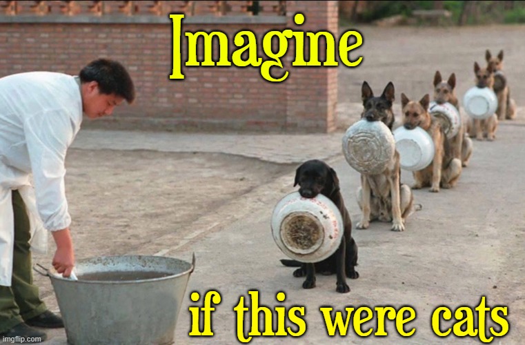 I love cats, but I love and admire these amazing animals | Imagine; if this were cats | image tagged in vince vance,dogs,feeding time,memes,dogs vs cats,police dogs | made w/ Imgflip meme maker