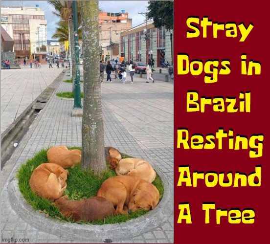 May God Bless those who filled their bellies that they could rest | image tagged in vince vance,dogs,resting,napping,brazil,memes | made w/ Imgflip meme maker
