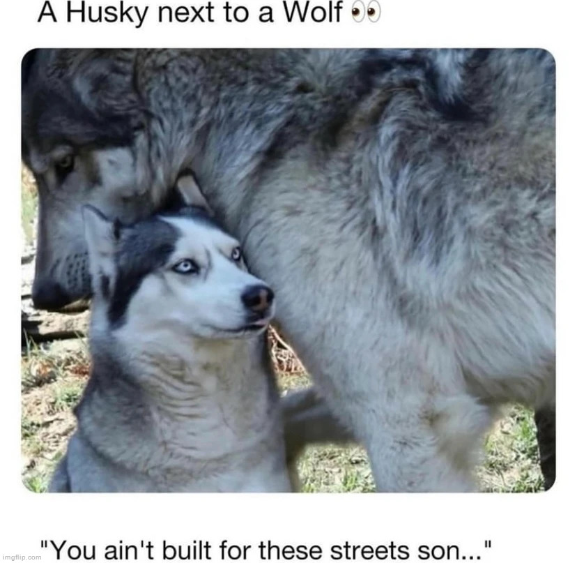 sigma wolf and beta husky | made w/ Imgflip meme maker