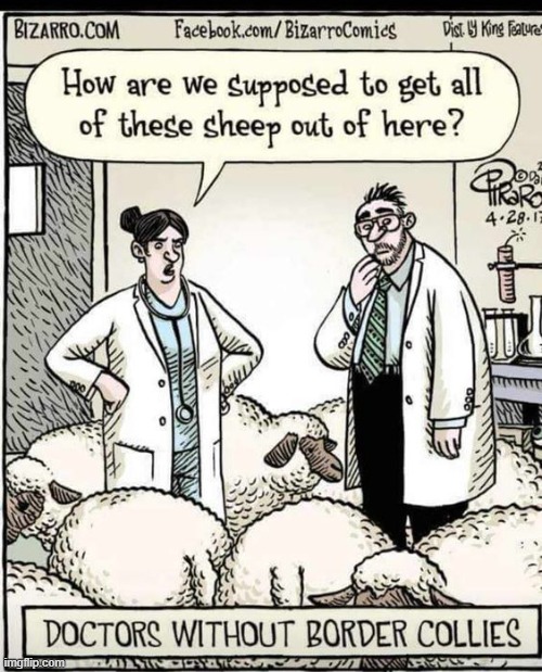 There in a Sheep of Trouble! | image tagged in vince vance,sheep,border collie,cartoons,doctors,borders | made w/ Imgflip meme maker