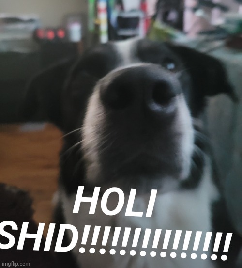 tweaks dock | HOLI SHID!!!!!!!!!!!!!!! | image tagged in tweaks dock | made w/ Imgflip meme maker