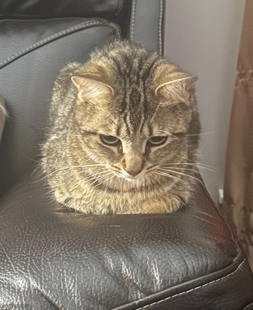 My cat in loaf form | image tagged in cat,cats,bread,cute cat,cute cats | made w/ Imgflip meme maker