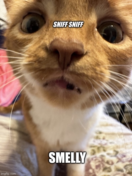 Cat Sniff | SNIFF SNIFF; SMELLY | image tagged in cats,cat,memes,reddit,r/sunbun | made w/ Imgflip meme maker