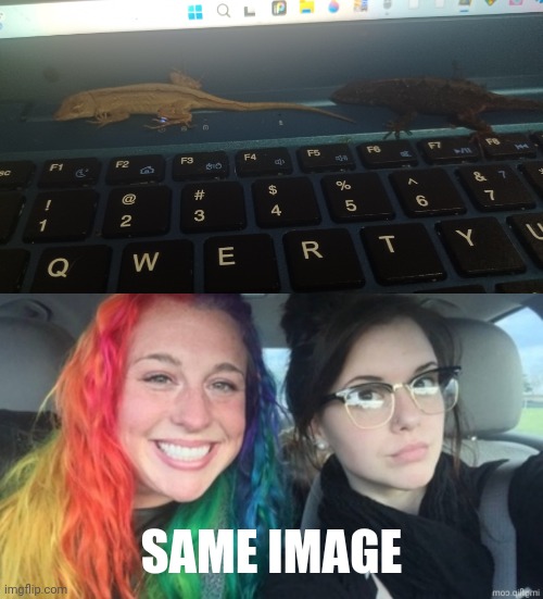 Same exact image, lol | SAME IMAGE | image tagged in rainbow hair and goth,anole,lizard | made w/ Imgflip meme maker