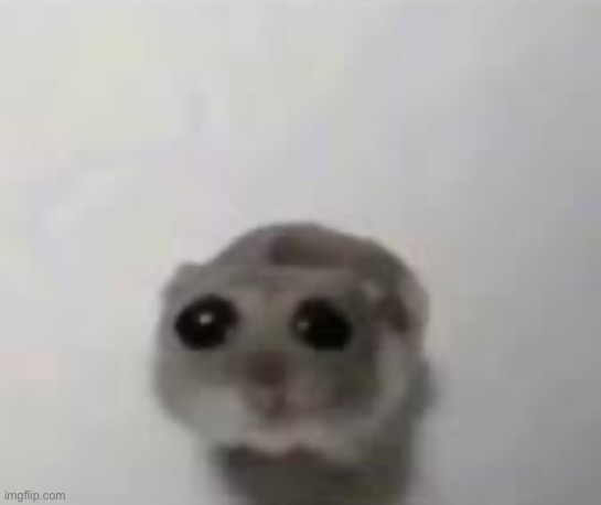 Sad mouse tiktok | image tagged in sad mouse tiktok | made w/ Imgflip meme maker