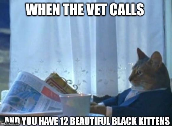 I Should Buy A Boat Cat Meme | WHEN THE VET CALLS; AND YOU HAVE 12 BEAUTIFUL BLACK KITTENS | image tagged in memes,i should buy a boat cat | made w/ Imgflip meme maker