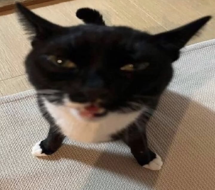 Cat of anger Blank Meme Template