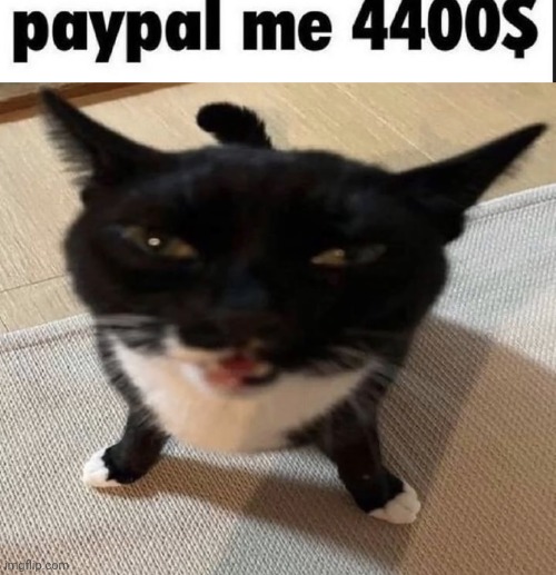 image tagged in cat of anger | made w/ Imgflip meme maker