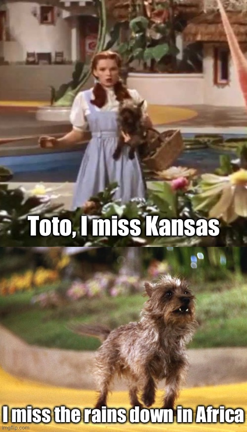 Toto, I miss Kansas; I miss the rains down in Africa | image tagged in dorothy,toto africa | made w/ Imgflip meme maker