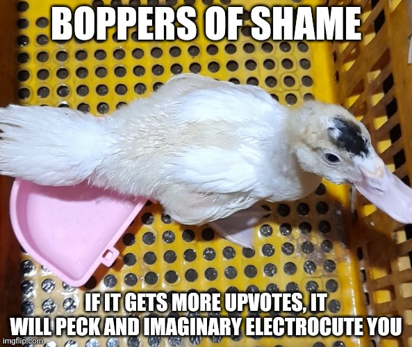 Duck boppers | BOPPERS OF SHAME; IF IT GETS MORE UPVOTES, IT WILL PECK AND IMAGINARY ELECTROCUTE YOU | image tagged in duck boppers | made w/ Imgflip meme maker