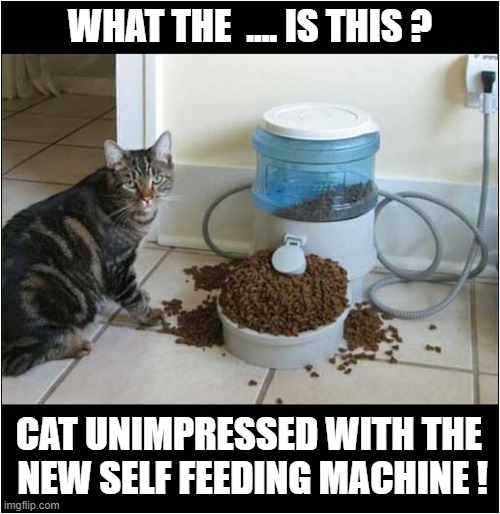 Technological Disappointment ! | WHAT THE  .... IS THIS ? CAT UNIMPRESSED WITH THE
 NEW SELF FEEDING MACHINE ! | image tagged in cats,feeder,disappointment | made w/ Imgflip meme maker