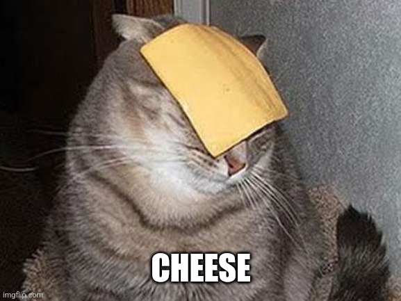 Cats with cheese | CHEESE | image tagged in cats with cheese | made w/ Imgflip meme maker