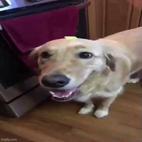 butter dog | made w/ Imgflip meme maker