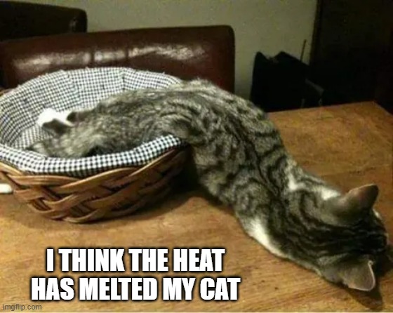 memes by Brad - I think my cat melted from the heat | I THINK THE HEAT HAS MELTED MY CAT | image tagged in funny,cats,funny cat memes,cute kitten,humor,kittens | made w/ Imgflip meme maker