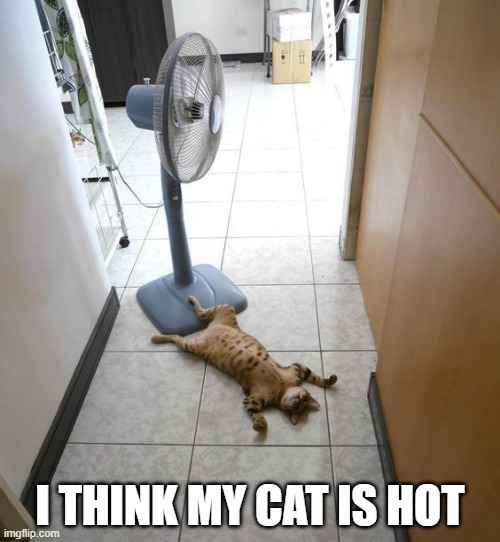 memes by Brad - I think my cat is hot | I THINK MY CAT IS HOT | image tagged in funny,cats,kitten,funny cat memes,cute kitten,humor | made w/ Imgflip meme maker