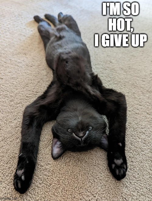 memes by Brad - With all this heat, my cat has given up | I'M SO HOT, I GIVE UP | image tagged in funny,cats,funny cats,hot,kitten,humor | made w/ Imgflip meme maker